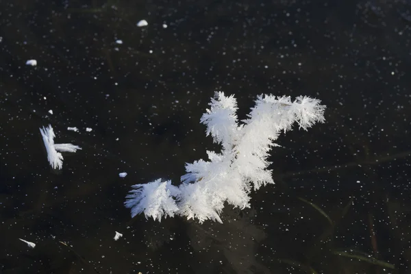 얼음 꽃 — 스톡 사진