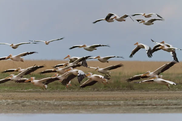 Pelikáni v dunajské deltě — Stock fotografie