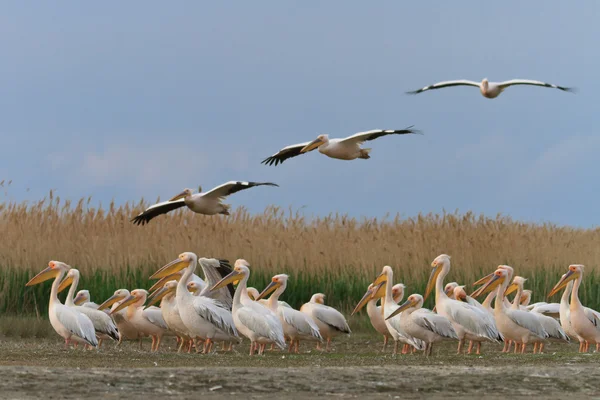Pelikanen in de Donaudelta — Stockfoto