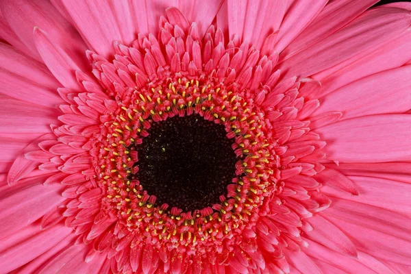 Bunga merah muda gerbera — Stok Foto