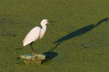 Küçük Egret (Egretta garzetta)