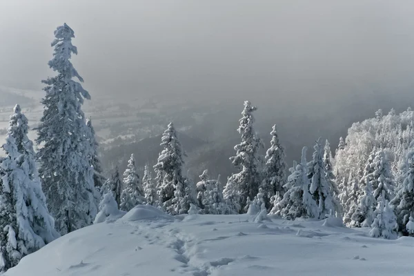Ağaçlar karla — Stok fotoğraf