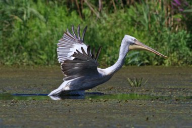 Dalmaçyalı pelikan (Pelecanus crispus)
