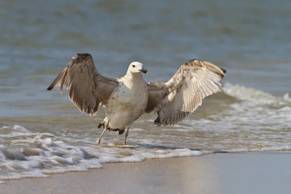 stock image Seagull