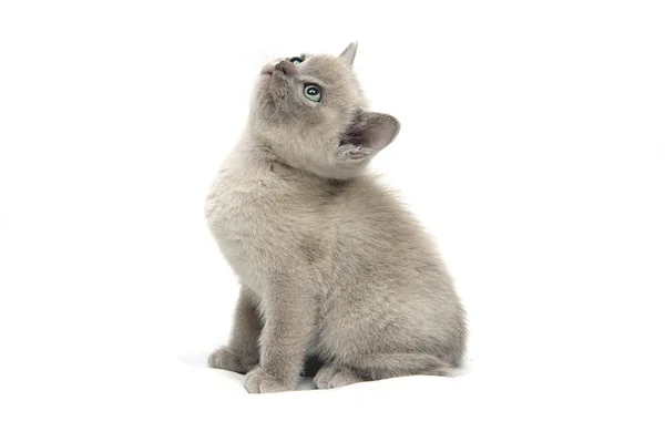 Котенок — стоковое фото