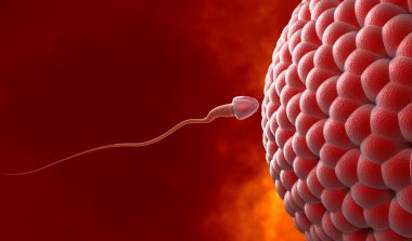 Natural insemination: sperm and human egg clipart