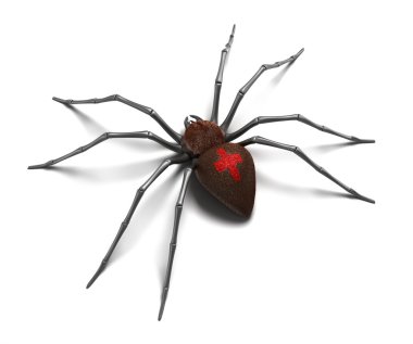 Spider : Black Widow. Isolated on white surface clipart