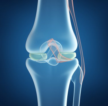 Knee joint closeup view. clipart