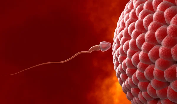Естественное оплодотворение: сперма и яйцеклетка человека — стоковое фото