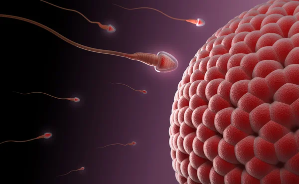Inseminazione naturale: spermatozoi e ovuli — Foto Stock