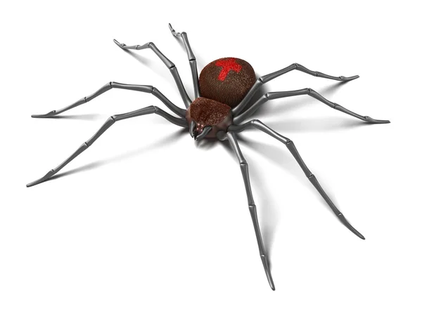 Spider : Black Widow. Isolated on white surface — Stock Photo, Image