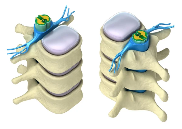 Colonna vertebrale umana nei dettagli: vertebra, midollo osseo, disco e nervi. Isolato il — Foto Stock