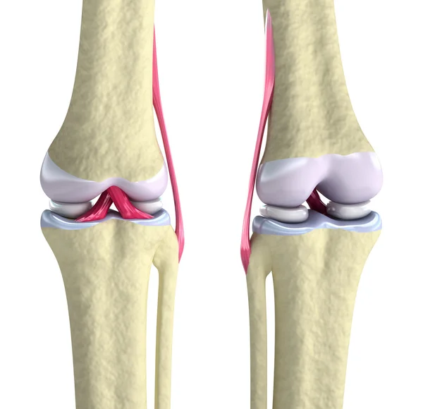 Articulação do joelho com ligamentos e cartilagens isoladas em branco — Fotografia de Stock