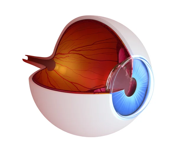Anatomie oculaire - structure interne isolée sur blanc — Photo