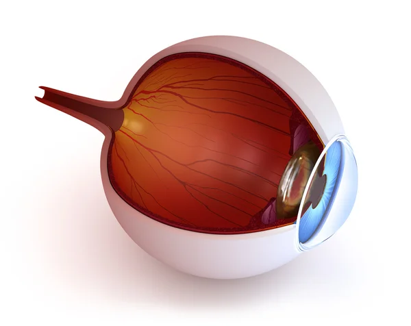 Anatomia do olho - estrutura interna isolada em branco — Fotografia de Stock