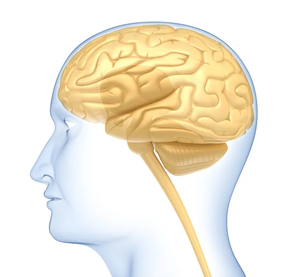 Человеческий мозг в голове. Вид сбоку. Изолированные на белом — стоковое фото