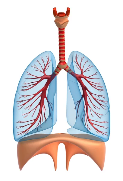 Pulmões - sistema pulmonar. Vista rígida, isolada sobre branco — Fotografia de Stock