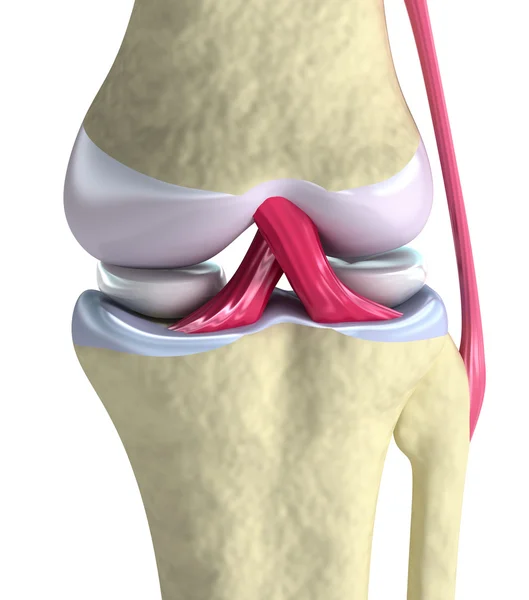 Vista ravvicinata dell'articolazione del ginocchio. Isolato su bianco — Foto Stock