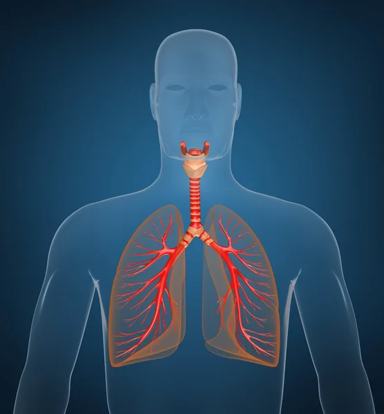 Pulmões - sistema pulmonar. Vista rígida, isolada sobre branco — Fotografia de Stock