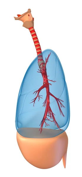 Longen - pulmonaire systeem. rigth weergave, geïsoleerd op wit — Stockfoto