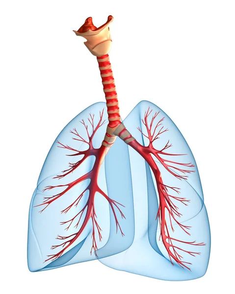 Pulmones - sistema pulmonar. Rigth view, aislado en blanco — Foto de Stock