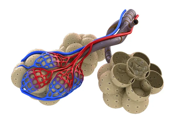Longblaasjes in de longen - blood verzadigen door zuurstof. geïsoleerd op wit — Stockfoto