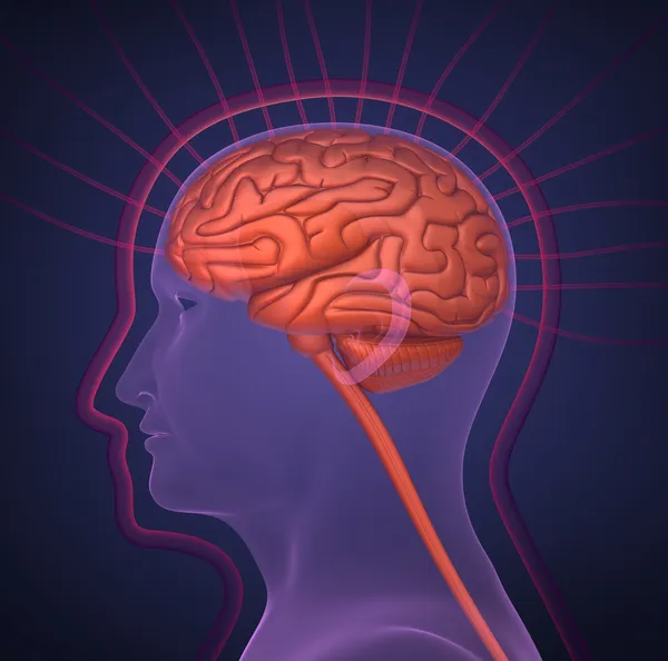 Медична схематика людського мозку — стокове фото