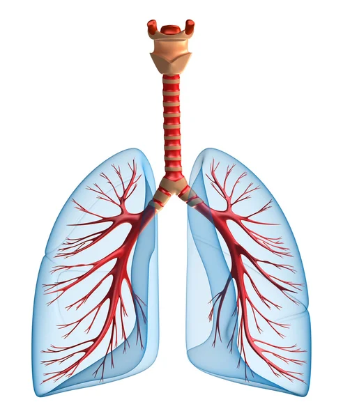Plíce - plicní systém. pohled zepředu — Stock fotografie