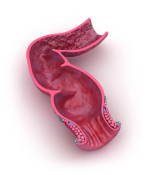 Menselijke rectum vooraanzicht. 3D-model geïsoleerd op whitre — Stockfoto