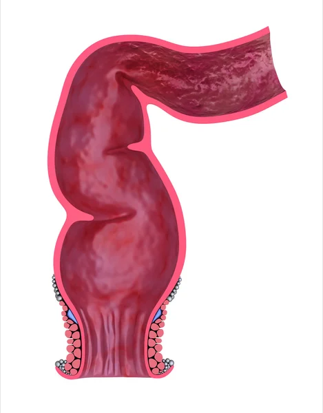 人間の直腸、正面から見た図。whitre 上で分離されて、3 d モデル — ストック写真
