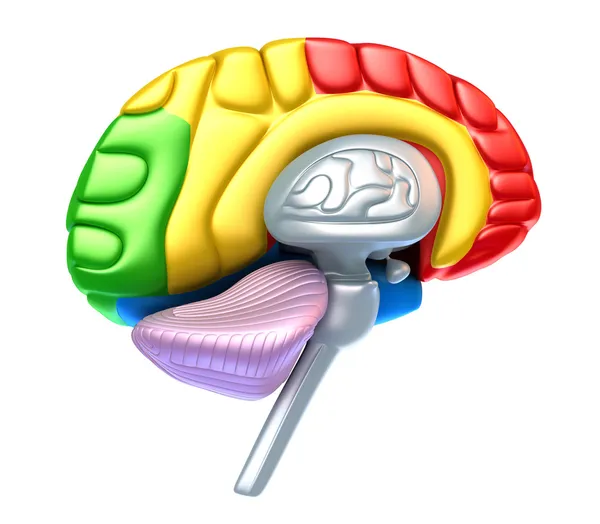 뇌 돌출부 및 소 뇌 — 스톡 사진