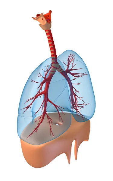 Akciğer - pulmoner sistem. beyaz izole — Stok fotoğraf
