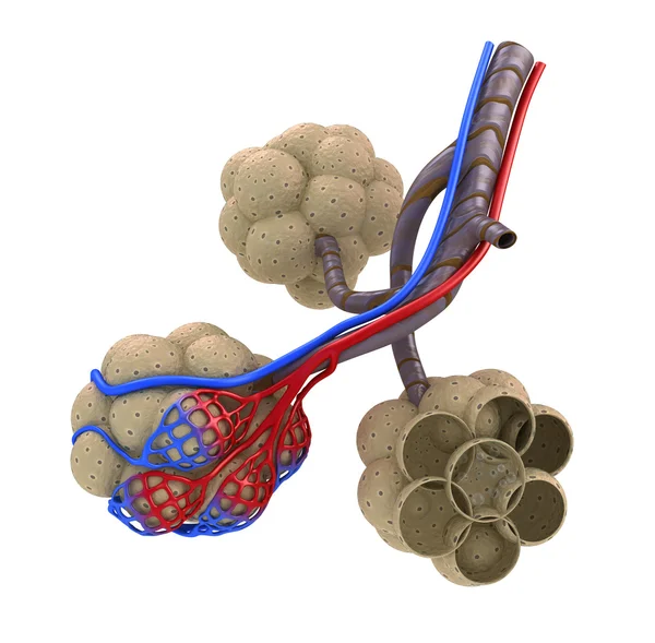 Alveoli in polmoni - sangue che satura da ossigeno. isolato — Foto Stock