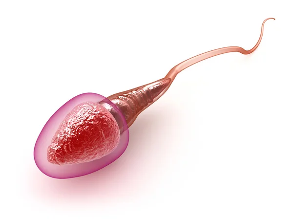 Модель спермы поверх белого — стоковое фото