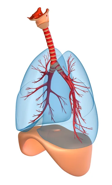 Pulmões - sistema pulmonar. Vista prospectiva, isolada sobre branco — Fotografia de Stock