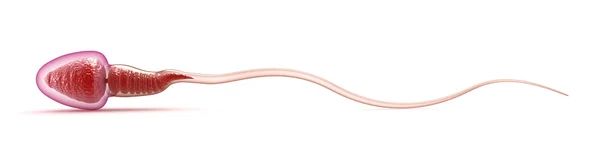 Modelo de esperma sobre branco — Fotografia de Stock