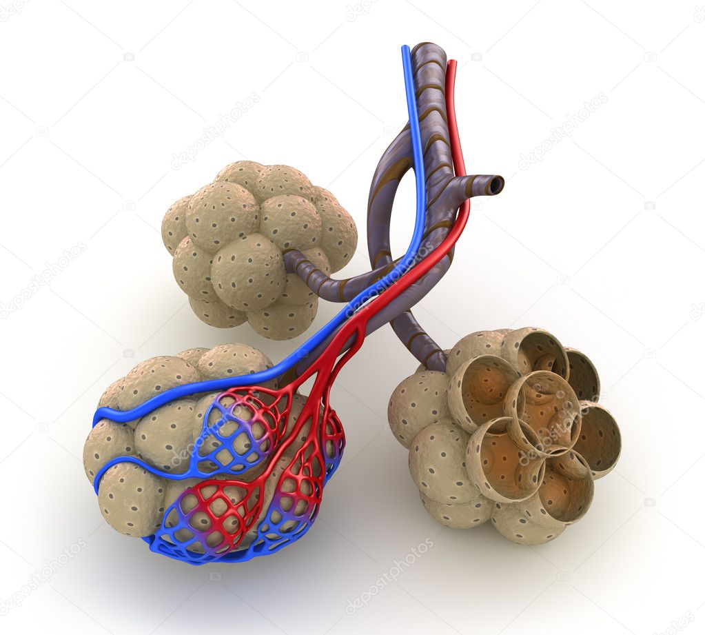 Alveoli in lungs - blood saturating by oxygen