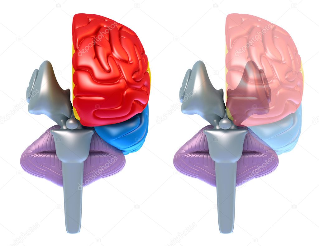 Brain lobes and cerebellum, front view isolated on white