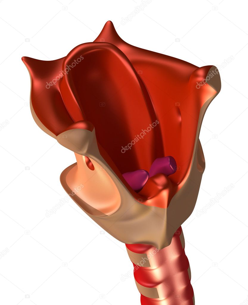 Larynx with trachea