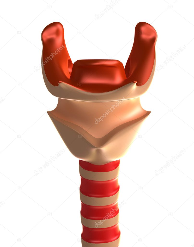 Larynx with trachea. Front view, Isolated on white