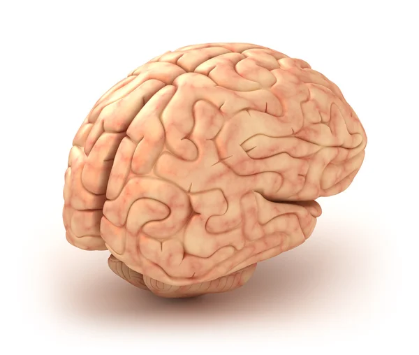 3D модель мозга человека, изолированная — стоковое фото