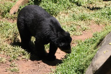 Brazilian black bear foraging