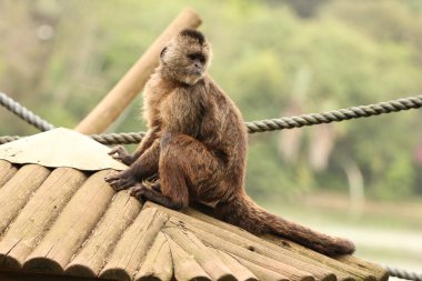 oturan capuchin maymunu