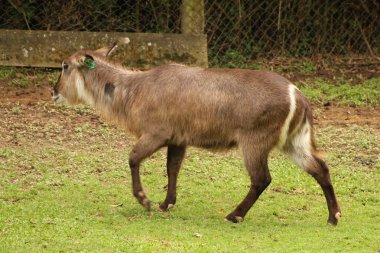 Waterbuck