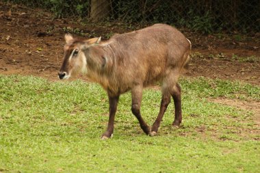 Waterbuck