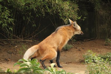 Maned wolf peeing clipart