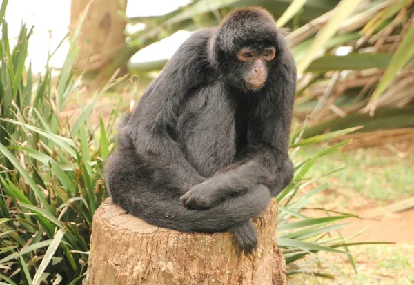 Chimpanzé No Centro De Resgate De Macacos Do Mundo Dos Macacos Na  Inglaterra Dorsal Imagem de Stock - Imagem de grama, macaco: 239336051