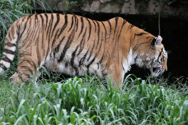 Szibériai tigris — Stock Fotó