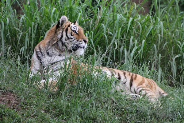Sibirisk tiger - Stock-foto