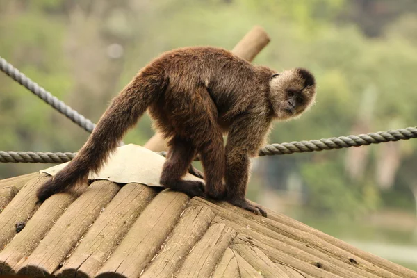 Black capuchin monkey — Stock Photo, Image